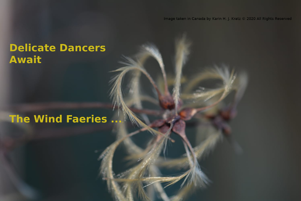 Image of Flower Seeds with feather like tufts