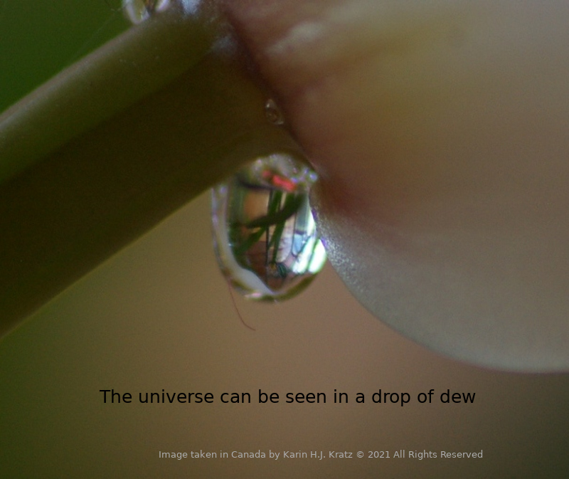 Image of Cymbidium Orchid dew drop